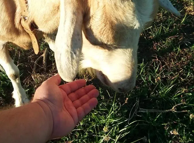 Azores, Faial , Horta, Vacation Front Home, First & Second Floor For Rent Separately *